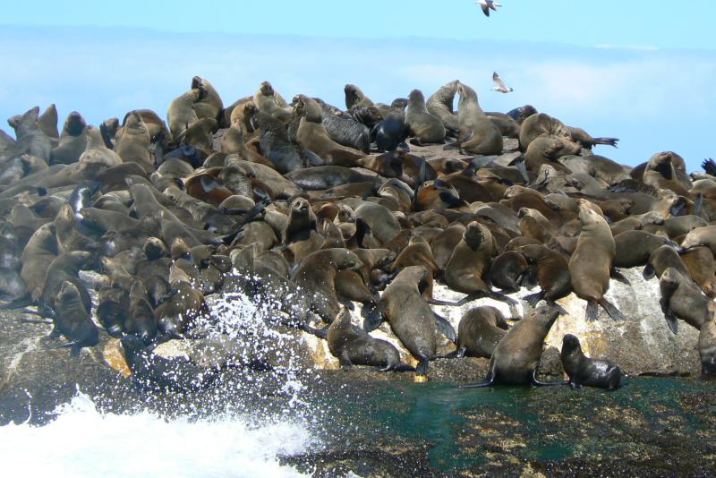 50 PENISOLA DEL CAPO Hout Bay